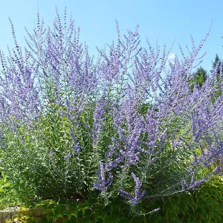 Le Moulin Дом отдыха *