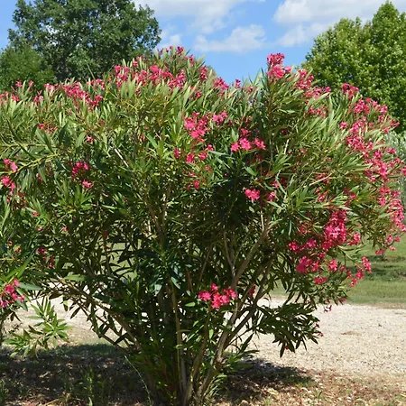 Le Moulin Дом отдыха *