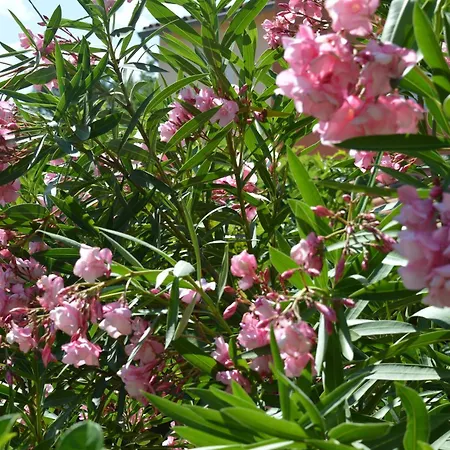 Le Moulin * Валлон-Пон-д'Арк